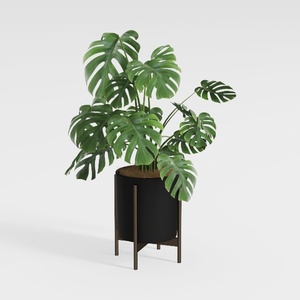 plant-Greenery Delights