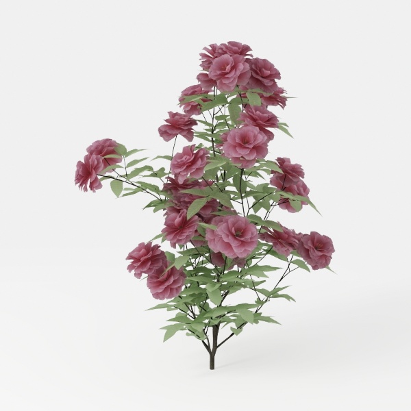 flower-Exterior Plant