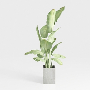 Costa Farms Peace Lily, Live Indoor Plant Delivery
