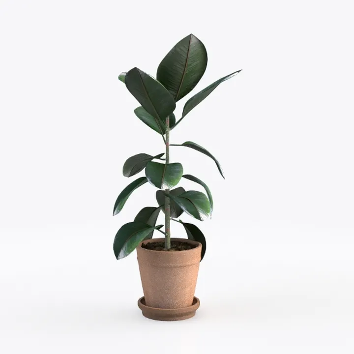Realistic Potted Rubber Plant Indoor Decor 3D Model