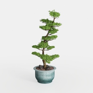 Minimalist Indoor Potted Bonsai Tree Decor 3D Model