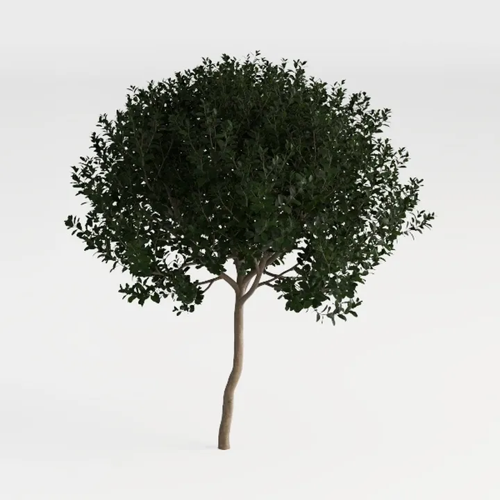 Red Tip Photinia
