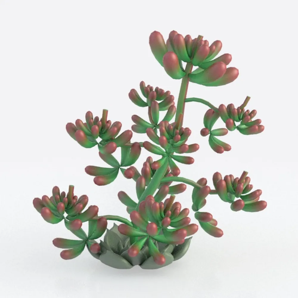 BubbleBlooms Button Fern in a 4 inch Pot Pellaea r