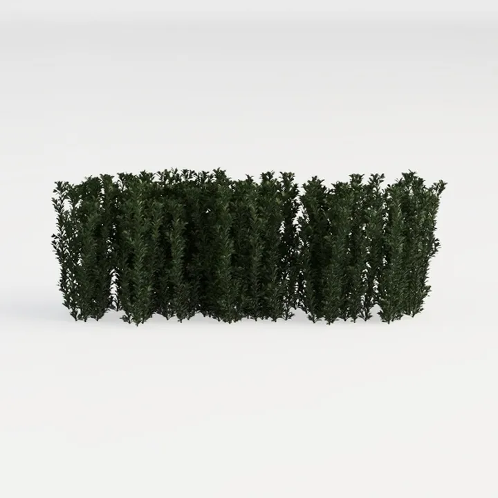 hedge-Cozy Garden Bush & Hedge