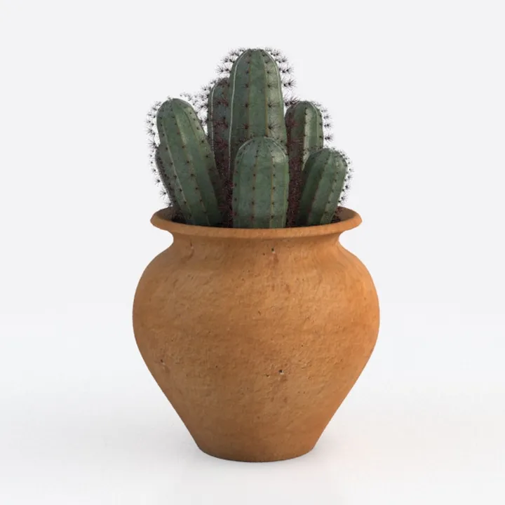 plant_79