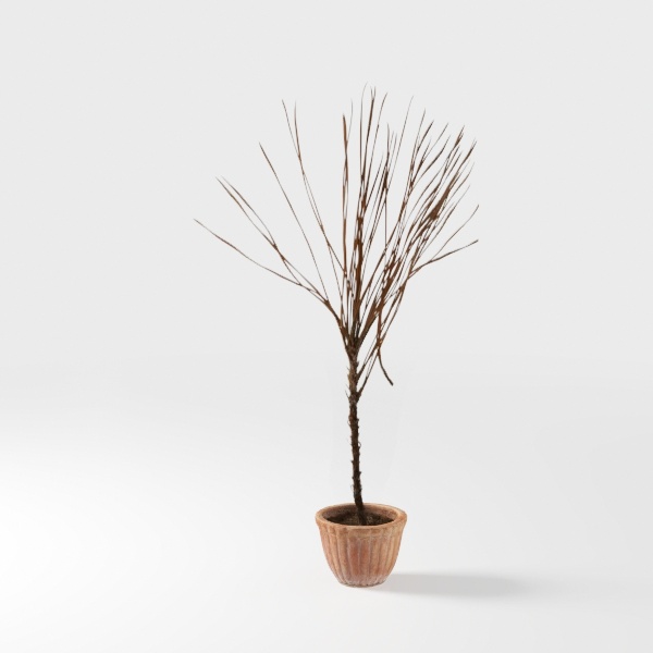 Earthy Tones-plant 2