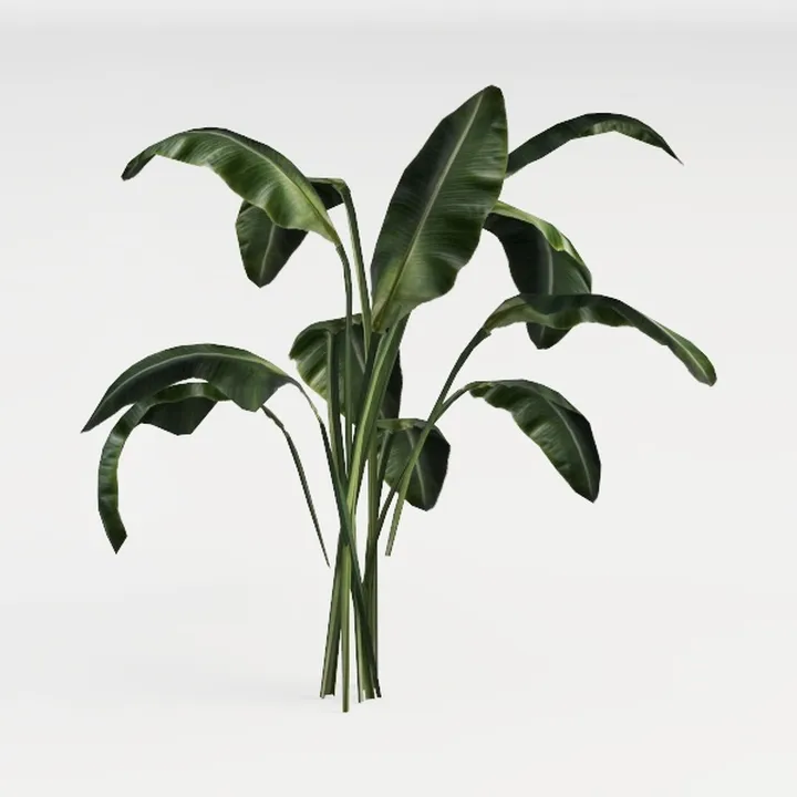 African Plant