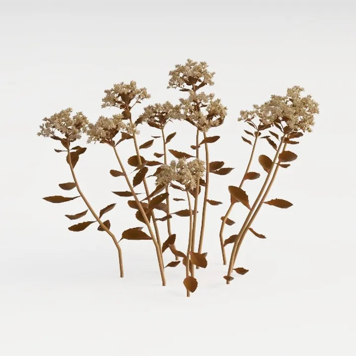 Minimalist Dried Flower Plant Decor 3D Model