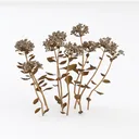 Sedum Left 45 Degree View