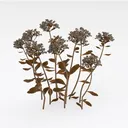 Sedum Right 45 Degree View