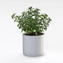 Minimalist White Ceramic Potted Herb Plant 3D Model Right 45 Degree View
