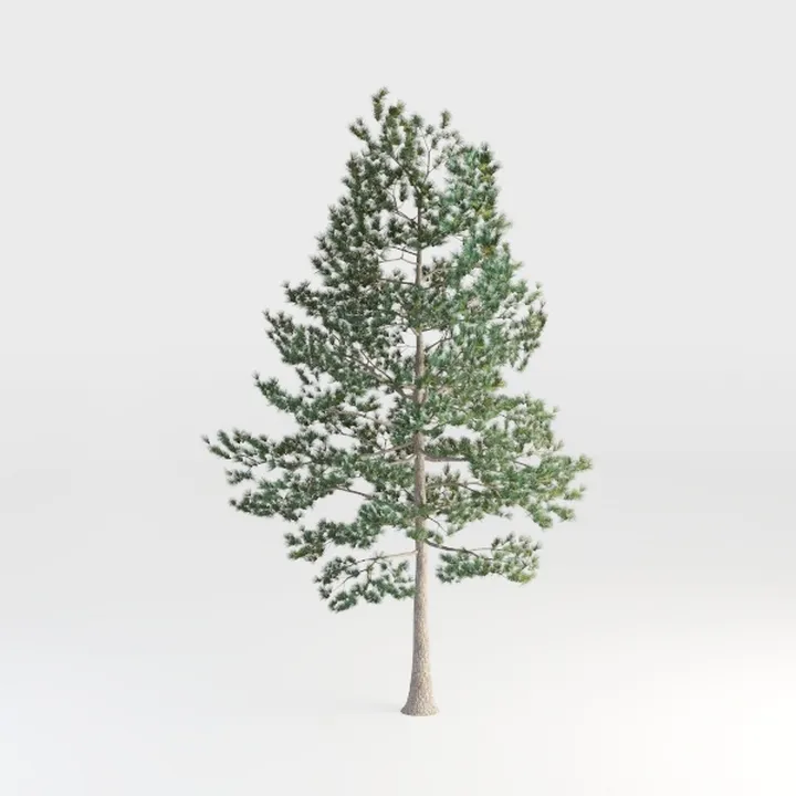Sugar Pine
