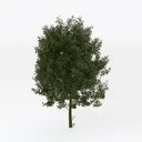 American sycamore-Archviz Trees Right 45 Degree View