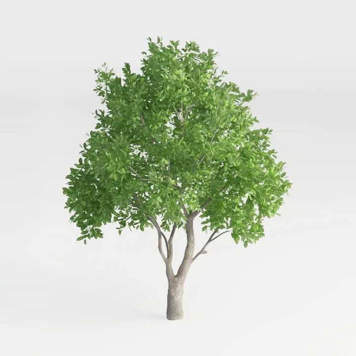 Mango Tree