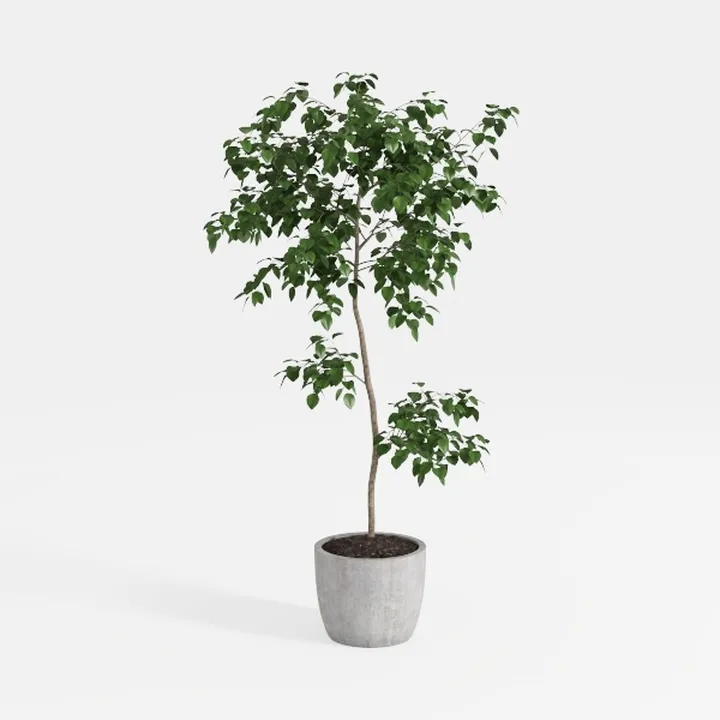 Minimalist Concrete Potted Ficus Tree Indoor Decor 3D Model