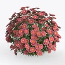 Dyale Artificial Flowers for Outdoors, Outdoor Left 45 Degree View