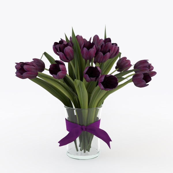 Wandering Dude Assortment, Tradescantia Variety
