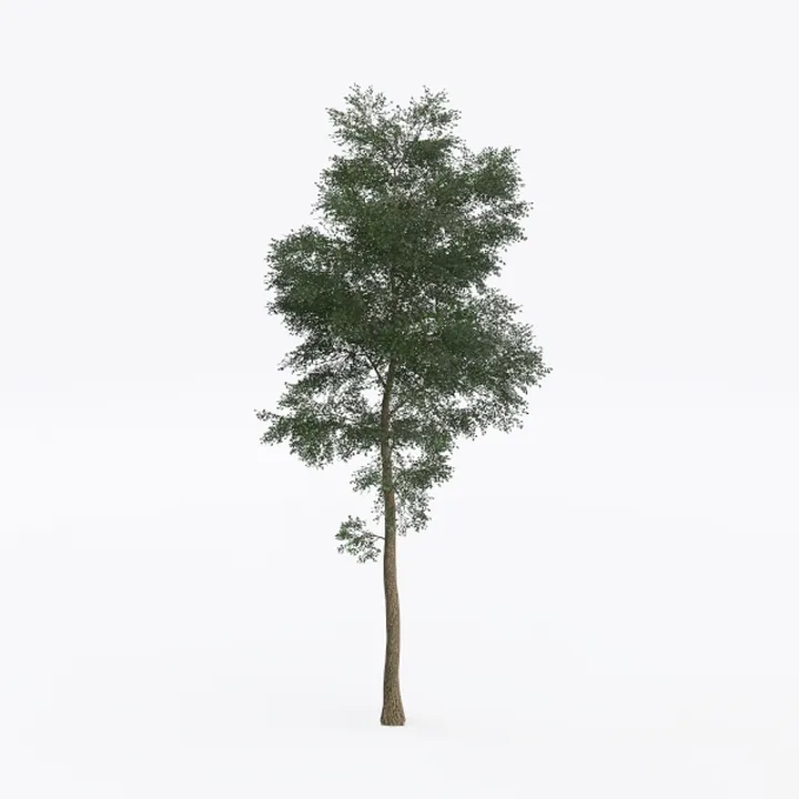 tree-Landscape Greenery