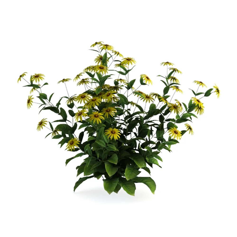 BubbleBlooms Button Fern in a 4 inch Pot Pellaea r