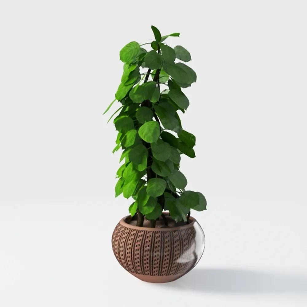 Costa Farms Live Pothos Plant, Easy Grow Vining
