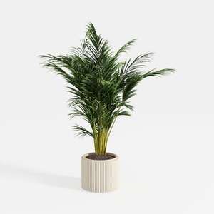 plant-Tropical Vibes