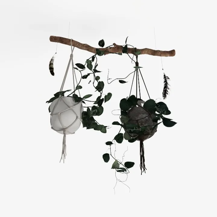 hanging plant-Botanical Home