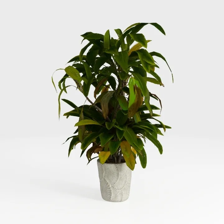 Minimalist Indoor Potted Plant Decor 3D Model
