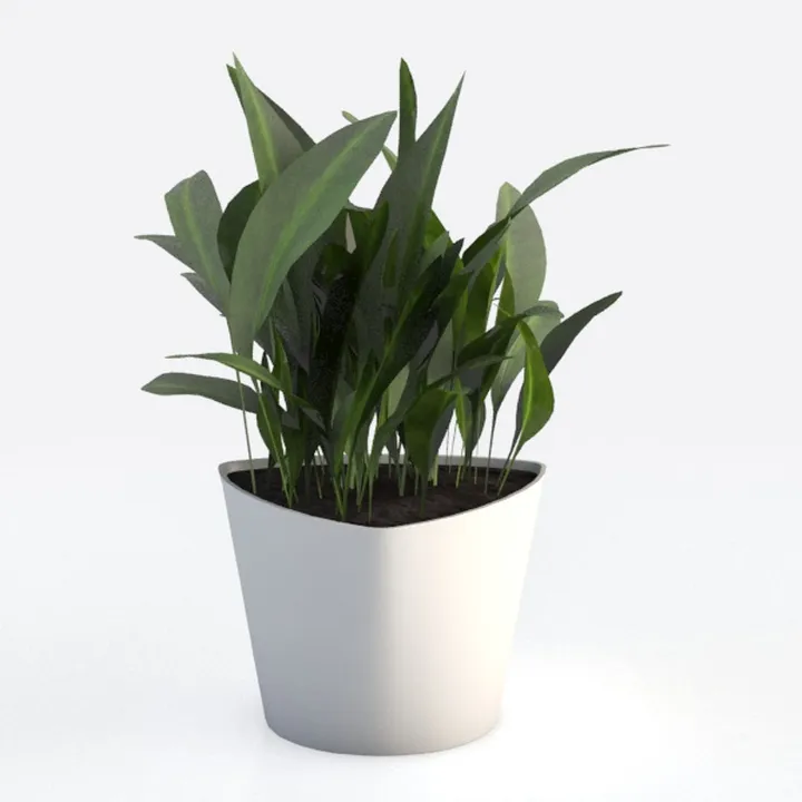 Costa Farms Ficus Live Plants (Pack of 2), Easy to
