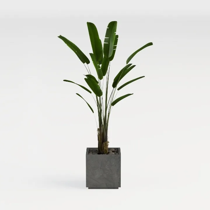 plant-Clothing Store