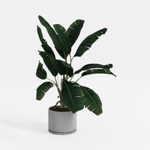 Costa Farms Pothos Live Plants (2-Pack), Easy Care