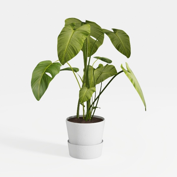 plant-Tropical Vibes