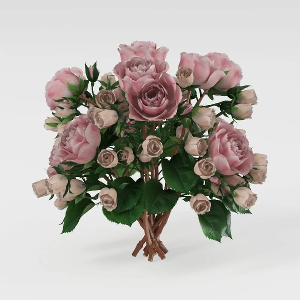 String of Pearls (4-inch), Succulents Plants Live,