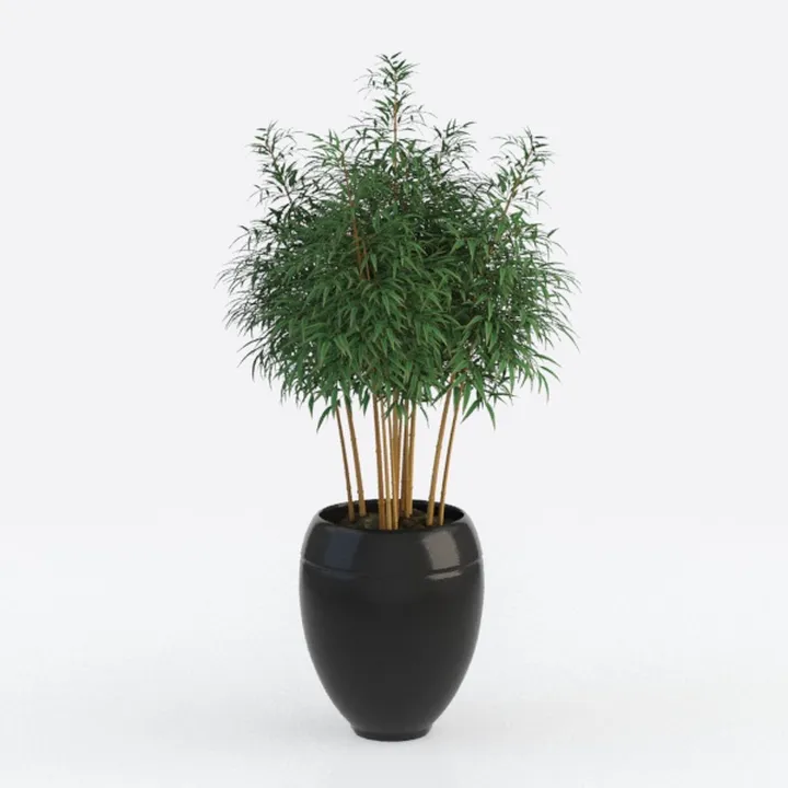 Minimalist Black Ceramic Potted Bamboo Plant 3D Model