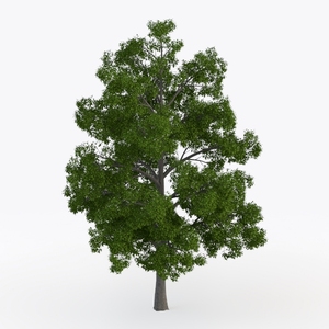 tree-Open-Air Living