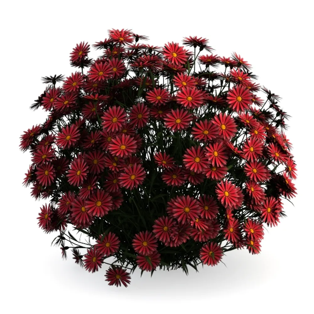 Red Dwaft Ixora Live Plant, 4 Inc to 7 Inc Tall