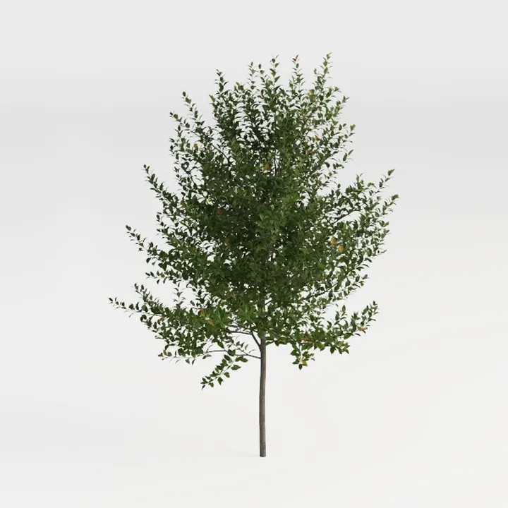chokecherry-Archviz Trees