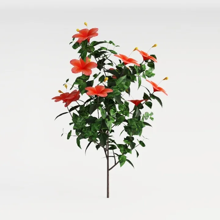 Hibiscus