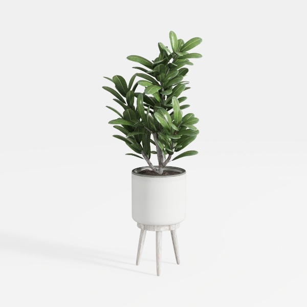 plant-Greenery Delights