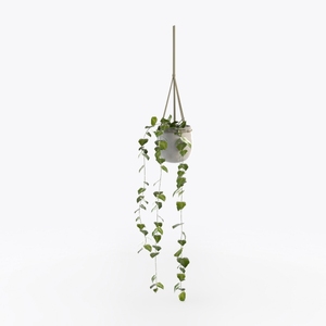hanging plants-Hanging Greens
