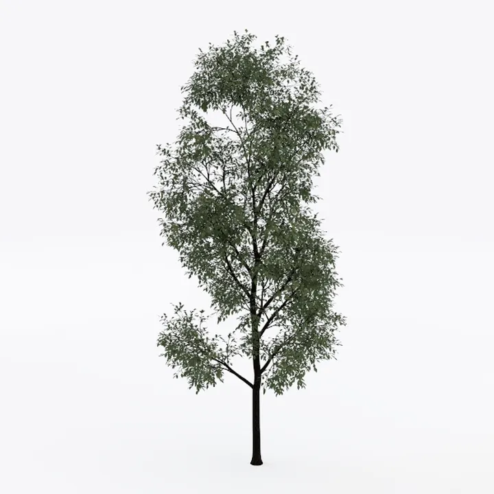 tree-Landscape Greenery