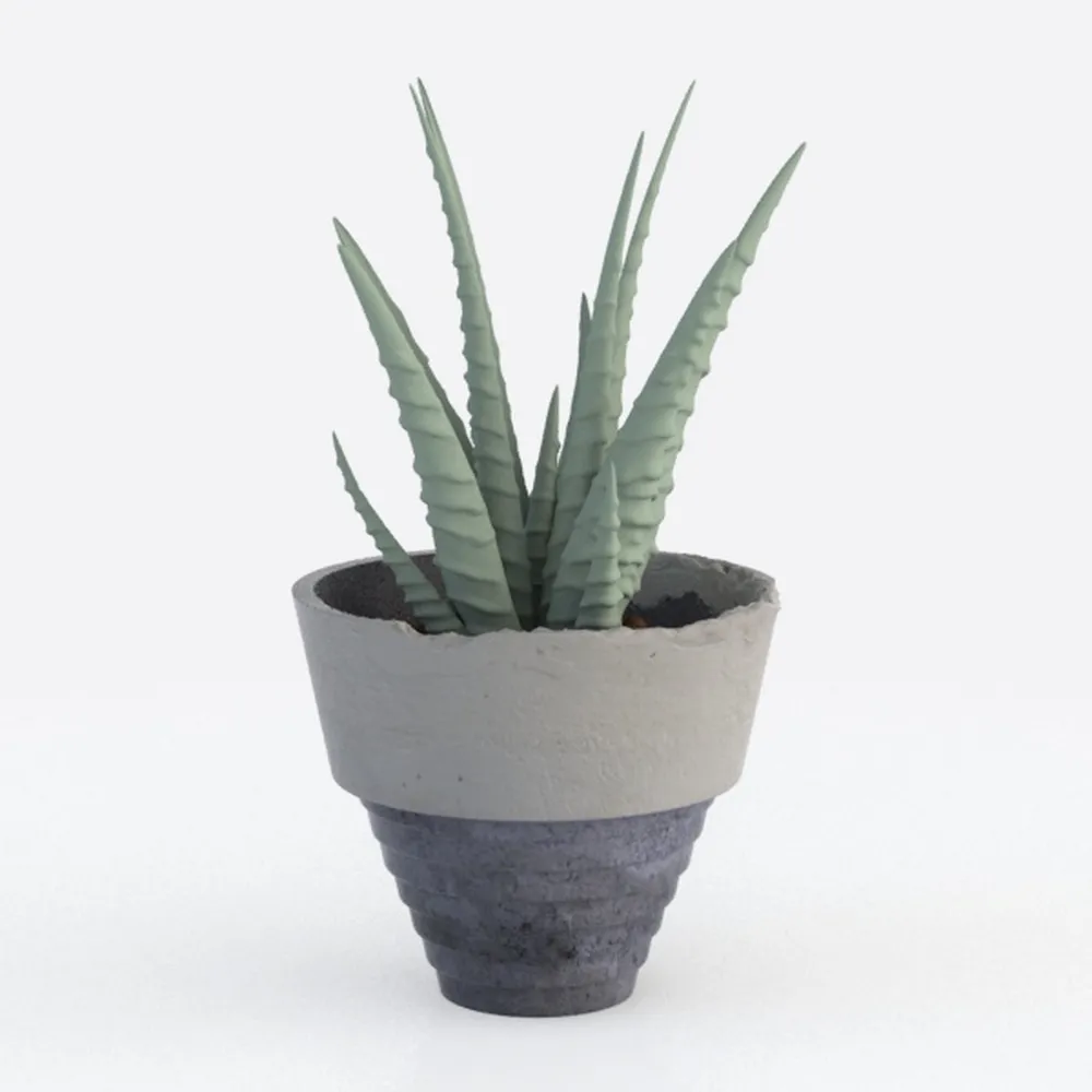 Costa Farms Sansevieria Snake Live Indoor Plant