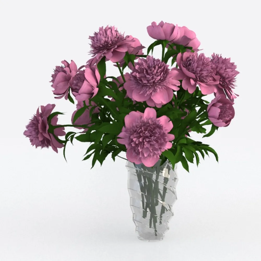 BubbleBlooms Peperomia Assortment, 6 Different