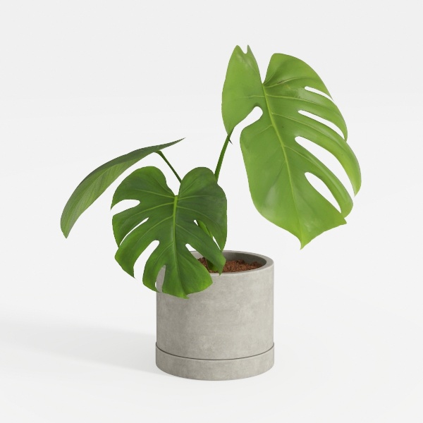 Costa Farms Chinese Evergreen, Aglaonema Easy To