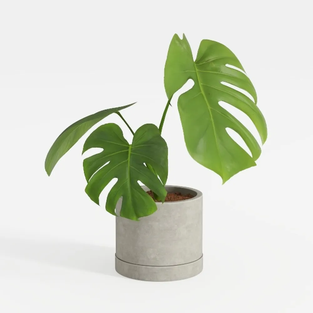 Costa Farms Chinese Evergreen, Aglaonema Easy To