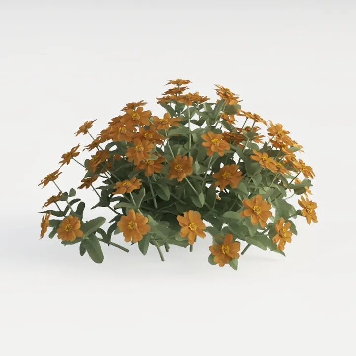 Zinnia