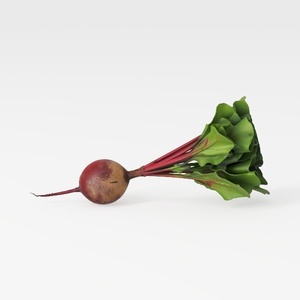 Radish-Fruit & Veg Art