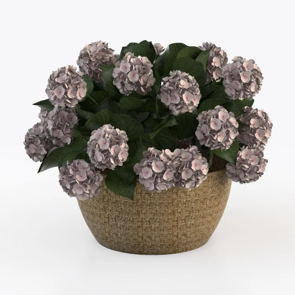 BubbleBlooms Pink Hypoestes Phyllostachya in a 