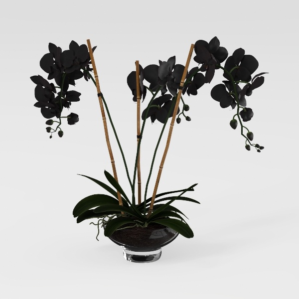 Designer Plant-80