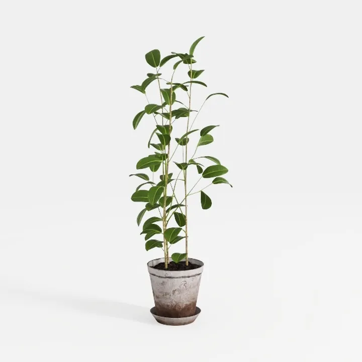 Minimalist Potted Green Floor Plant 3D Model
