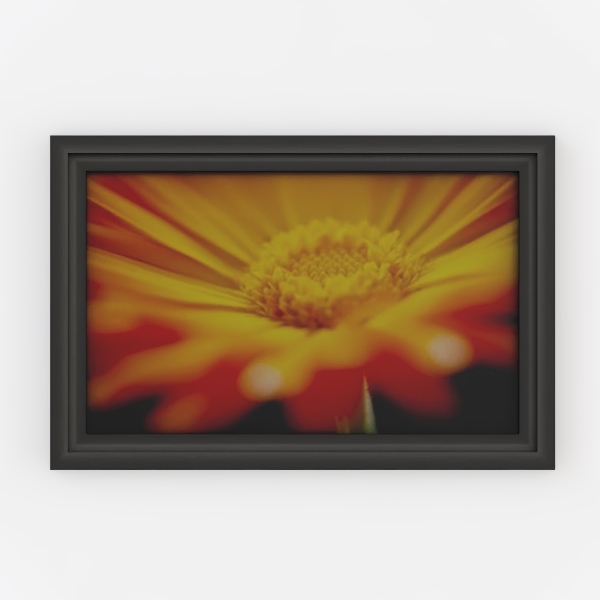 Calendula